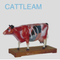 Cattle Acunpuncture Model